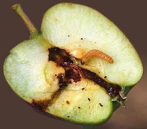 Kimyasal kullanılmadan elma kurdu mücadele etmek için etkili bir yöntem