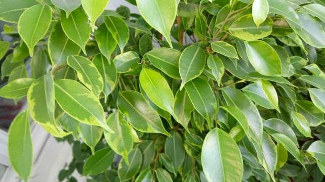Ficus Benjamina he ne istiyor? Sağlıklı büyüme için 5 basit ipuçları