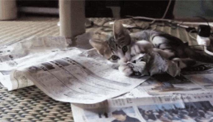 Kedi sunduğunuz tüm bu olacak. / Fotoğraf: pikabu.ru