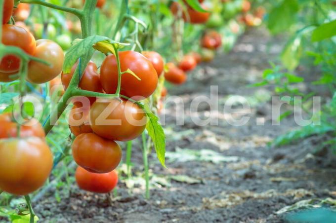 Büyüyen domates. bir makale için İllüstrasyon standart lisans © ofazende.ru için kullanılır