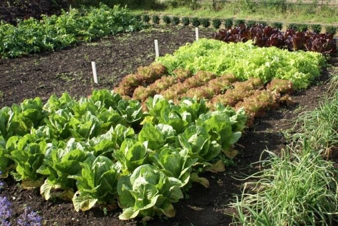 Yeni başlayanlar için bir sebze bahçesi oluşturma: Tüm o ilk günü ödeme dikkatine