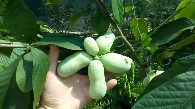 Pawpaw - "Muz Ağacı", kanserden koruyan lezzetli bir meyve. Yetiştirme ve Bakım