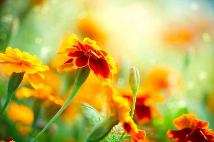 kadife çiçeği Çiçeklenme. bir makale için İllüstrasyon standart lisans © ofazende.ru için kullanılır