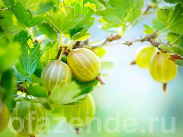 Evcil gooseberries: budama, bush formları oluşturmak