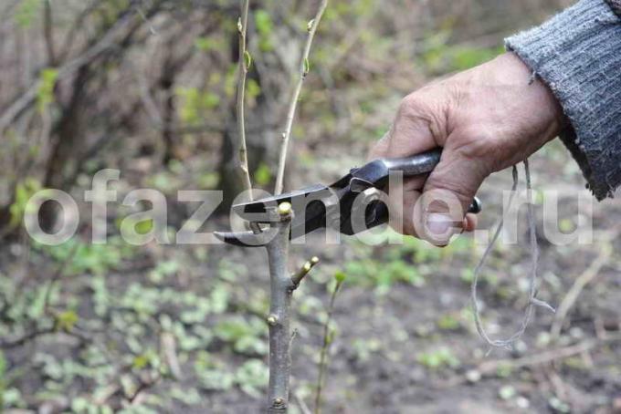 elma ağaçları Aşılama. bir makale için İllüstrasyon standart lisans © ofazende.ru için kullanılır