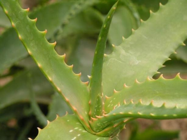 Aloe vera yaprağı. kaybetmemek için sosyal ağlarda yayını kaydet!