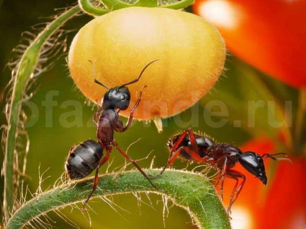 karıncaların kurtulmak. bir makale için İllüstrasyon standart lisans © ofazende.ru için kullanılır