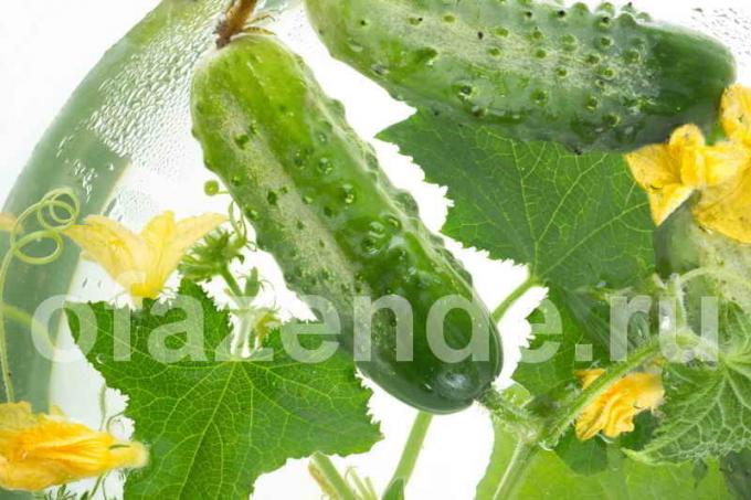 Neden bükülmüş salatalık yaprakları? bir makale için İllüstrasyon standart lisans © ofazende.ru için kullanılır