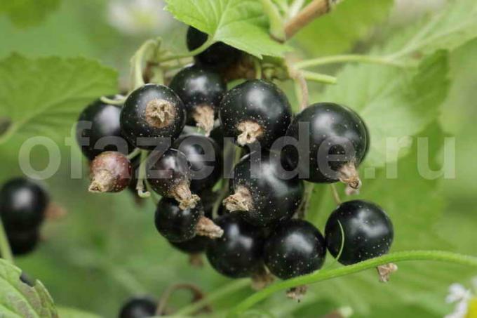 siyah frenk üzümü Büyüyen. bir makale için İllüstrasyon standart lisans © ofazende.ru için kullanılır