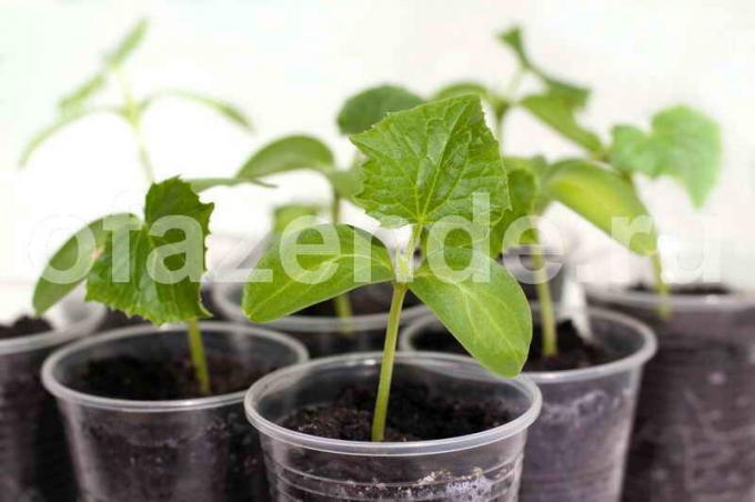 Büyüyen salatalık. bir makale için İllüstrasyon standart lisans © ofazende.ru için kullanılır