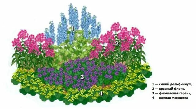 Uzun ömürlü 4 "tembel için" Güzel çiçek bahçesi herhangi bahçe süslüyor. Diyagram, açıklama ve fotoğraf