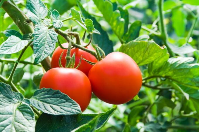 Bakım domates. bir makale için İllüstrasyon standart lisans © ofazende.ru için kullanılır