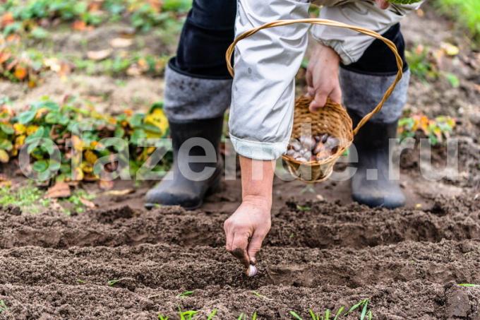 Sebze bitkileri dikimi ile çalışma olanağı. bir makale için İllüstrasyon standart lisans © ofazende.ru için kullanılır