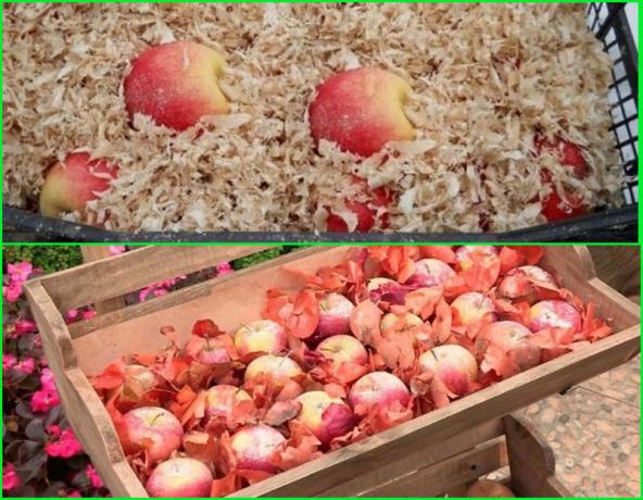 elma kış depolama için Yöntemler