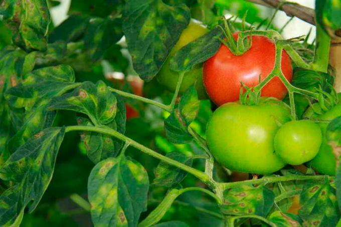 Cladosporium domates. bir makale için İllüstrasyon standart lisans © ofazende.ru için kullanılır