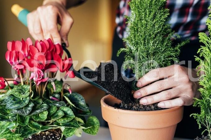 bitkileri bakımı. bir makale için İllüstrasyon standart lisans © ofazende.ru için kullanılır