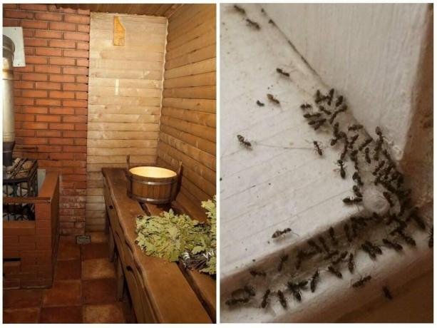 Nasıl banyodan karıncalar gösterilecek ve tekrar oluşmasını önlemek için: Kanıtlanmış Yolları
