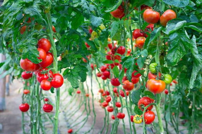 Jartiyer domates. bir makale için İllüstrasyon standart lisans © ofazende.ru için kullanılır