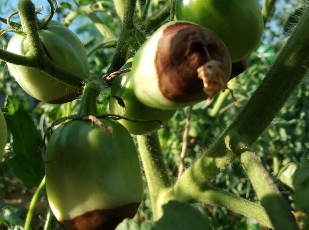 Senin domateste Apikal çürüklüğü? Panik yapmayın! Yapılması gereken: Deneyimli bir bahçıvanın Önerileri
