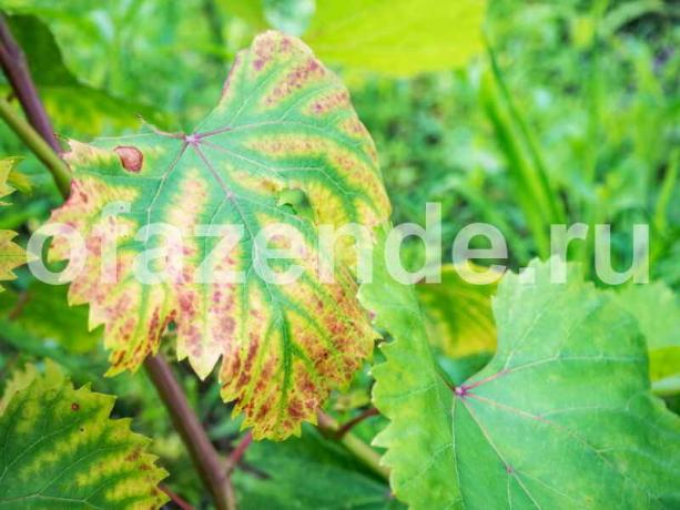 Hastalar yaprakları üzüm. bir makale için İllüstrasyon standart lisans © ofazende.ru için kullanılır