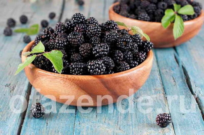 Bahçeniz için Blackberry: tipleri, açıklama ve yetiştirme