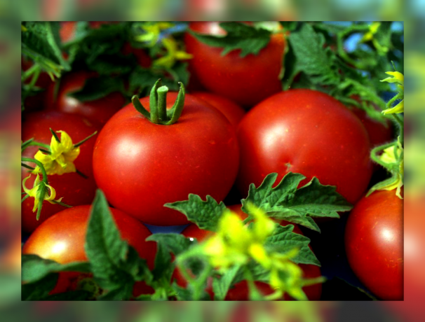 Bahçeniz için 5 iyi veren iddiasız ve şeker tatlı cüce domates çeşitleri