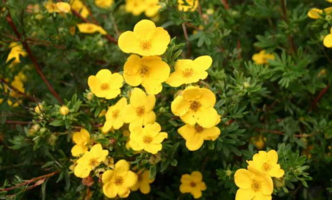 gümüş yaprakları ve büyük parlak sarı çiçekleri ile Cüce çeşitli