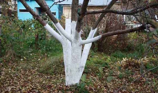 Kışı daha kolay meyve ağaçları yardımcı olan bir prosedür