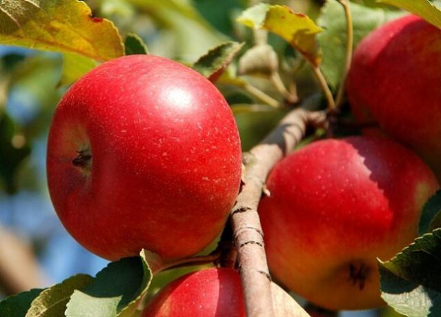 Büyüyen elma. bir makale için İllüstrasyon standart lisans © ofazende.ru için kullanılır