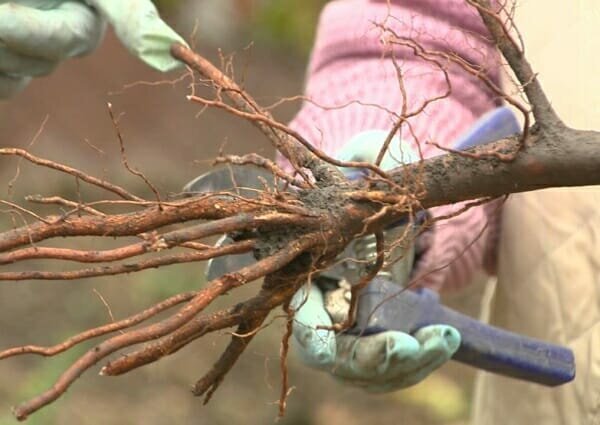 sonbahar dikim fidanları önümüzdeki 20 gün boyunca, ilkbaharda dikilen ağaçların geliştirme aşamasındadır. açık kaynak İllüstrasyon