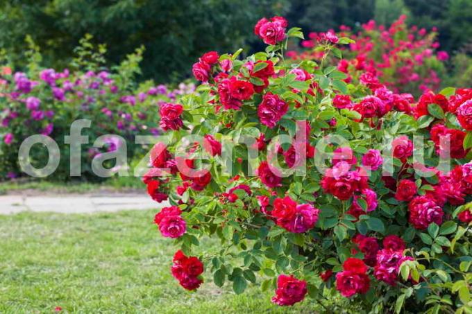 Büyüyen güller. bir makale için İllüstrasyon standart lisans © ofazende.ru için kullanılır