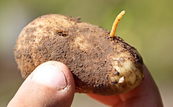 Bahçede wireworms kurtulmak başardı: kişisel bir deneyim