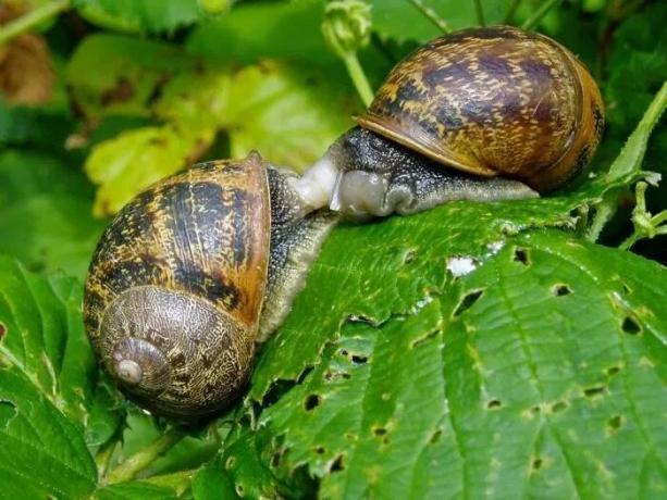 Sümüklü böcek ve salyangoz ile mücadele Yıl boşuna olmamıştır: Ben sitede "parazit" kurtulmak var. yöntem Pole önerdi