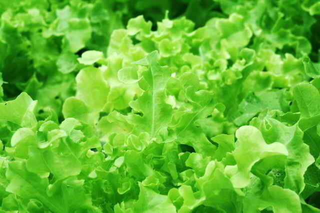 Chive salata. bir makale için İllüstrasyon standart lisans © ofazende.ru için kullanılır