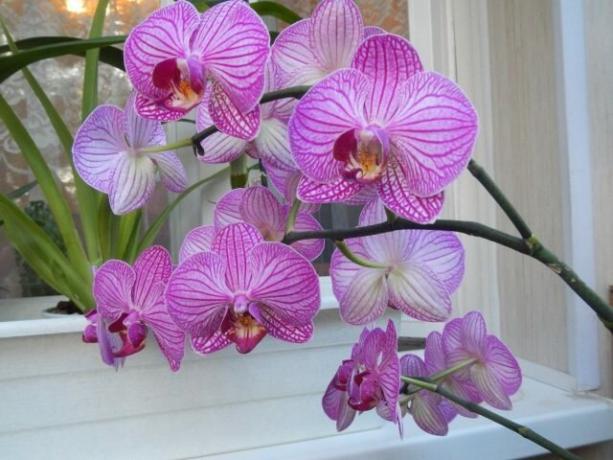Yanındaki çiçeklenme sonrası peduncle orkide ile ne daha hızlı gelip