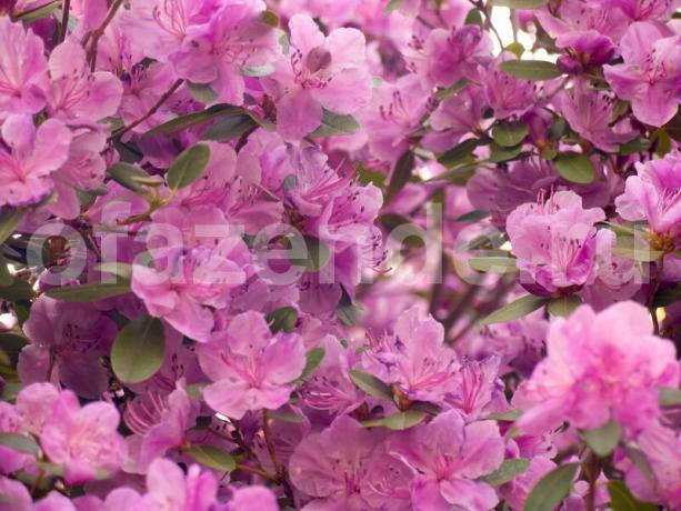 Büyüyen rhododendronlar. bir makale için İllüstrasyon standart lisans © ofazende.ru için kullanılır