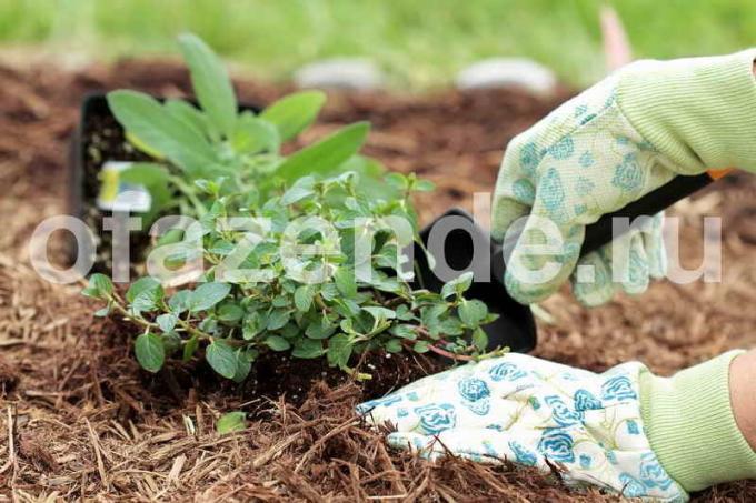 Yabancı otlara karşı Malç: İpuçları bahçıvanlar