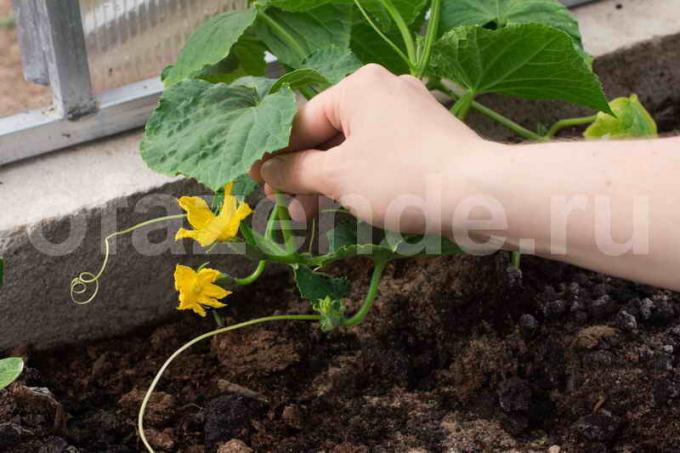 Büyüyen salatalık. bir makale için İllüstrasyon standart lisans © ofazende.ru için kullanılır